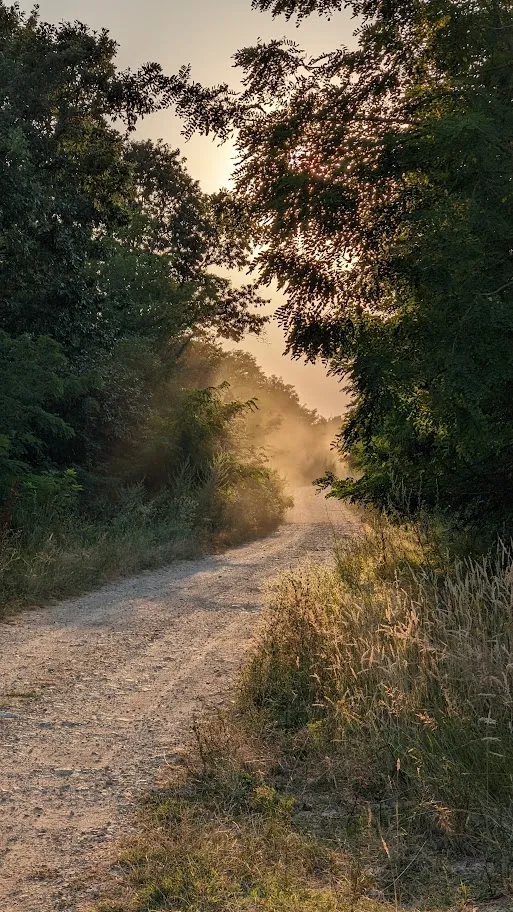 forest road golden hour
